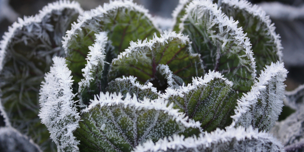 Violette Rosenkohlpflanze mit Frostbelag