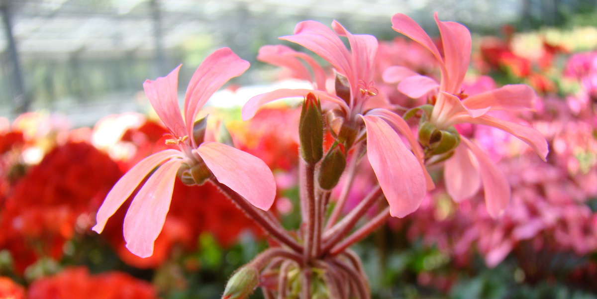 Lachsfarbene Geranie in Treibhaus