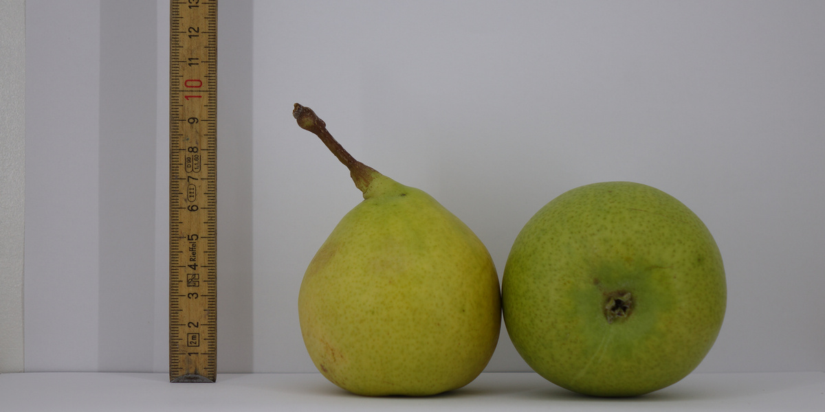 Birnen auf Tisch mit stehendem Massstab daneben