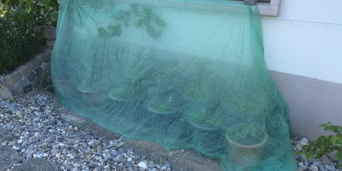 Setzlinge an Hauswand stehend, mit Vlies geschützt