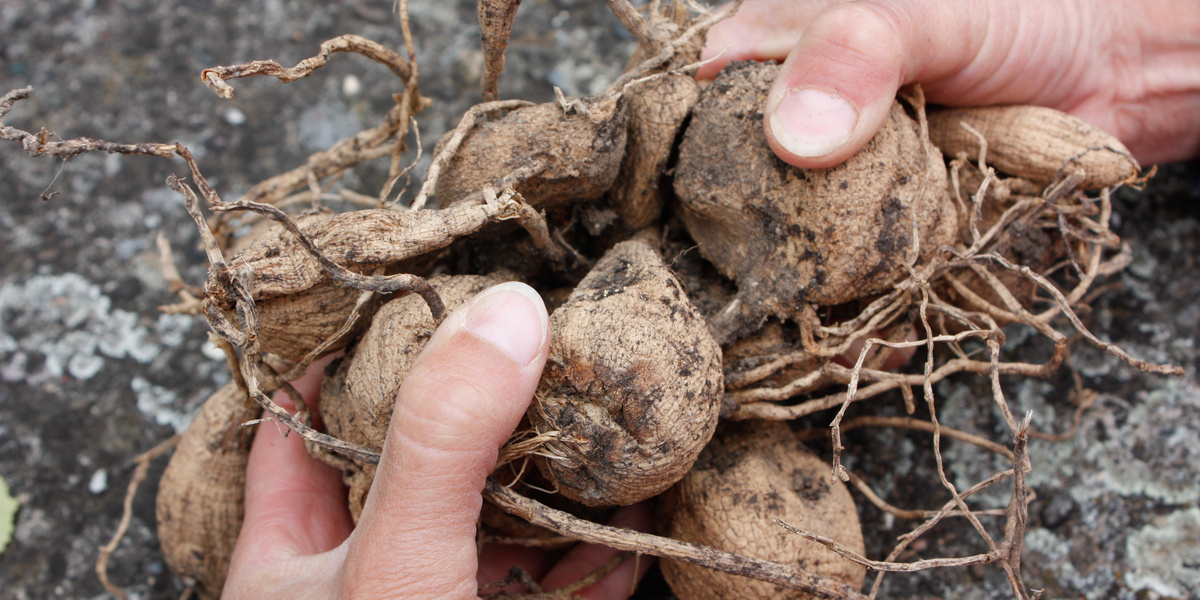 Hände halten Dahlienknolle