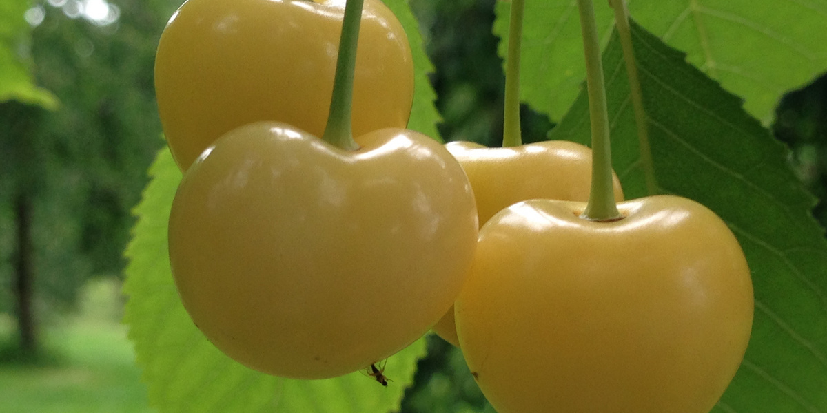 Gelbe Kirschen am hÀngend vor BlÀttern
