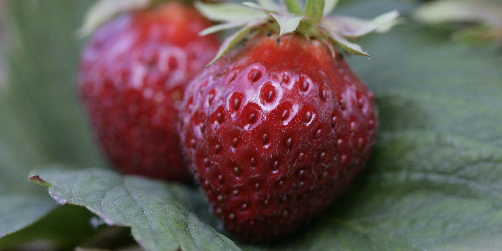 Zwei Erdbeeren auf Blatt liegend