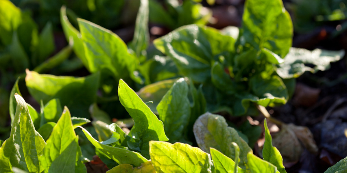 Junge SpinatblÀtter im Boden