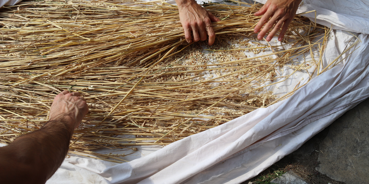 Getreideähren auf Tisch liegend
