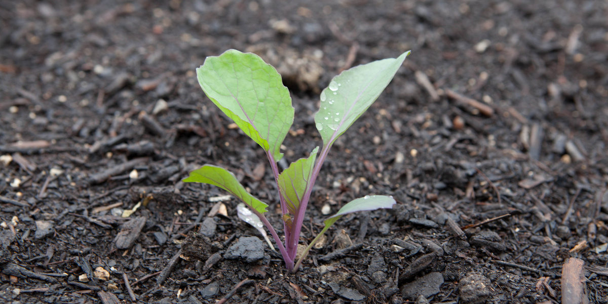 Rosenkohlsetzling in Erde