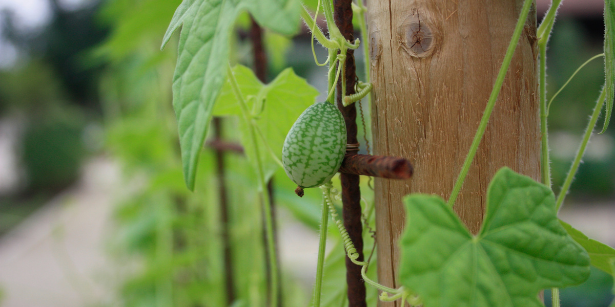 Runde Mini-Gurke an Pflanze hängend