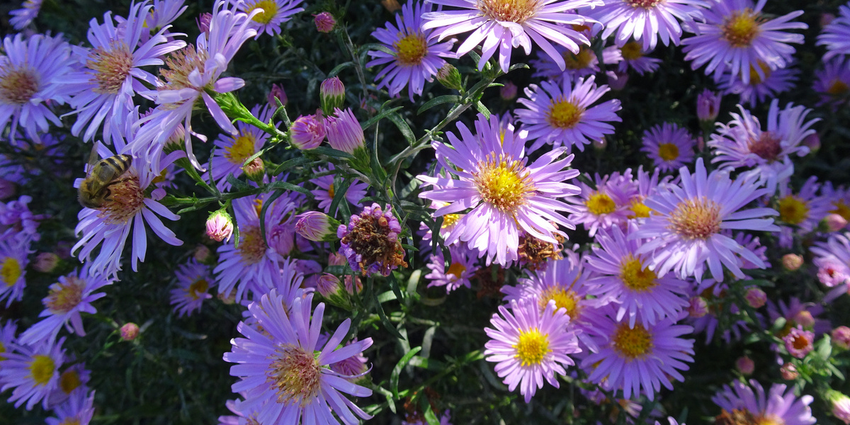 Violette Kissenastern