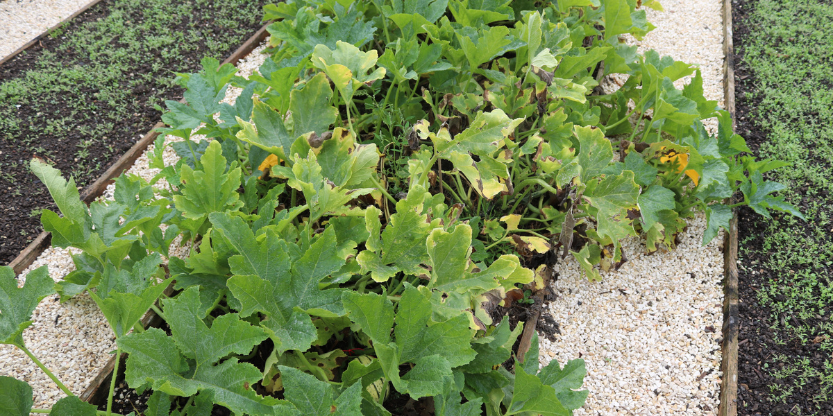 Kürbispflanze im Beet auf Weg wuchernd