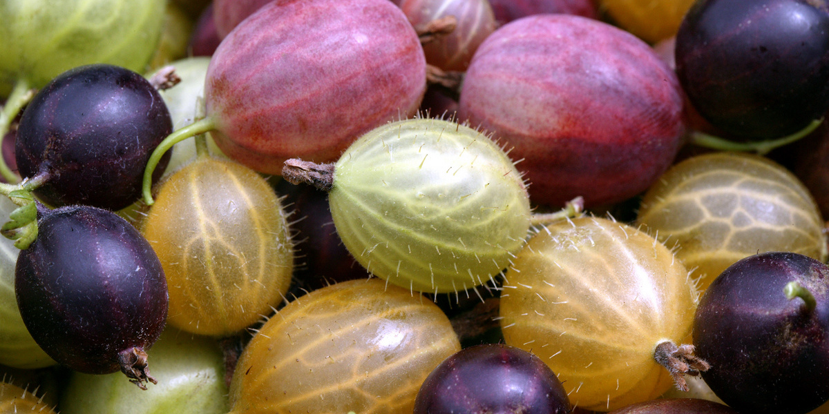 Stachelbeeren in allen Farben und Grössen
