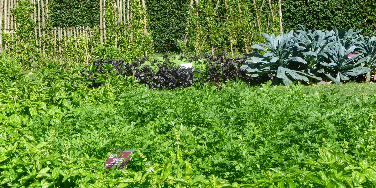 Üppig bewachsener Gemüsegarten