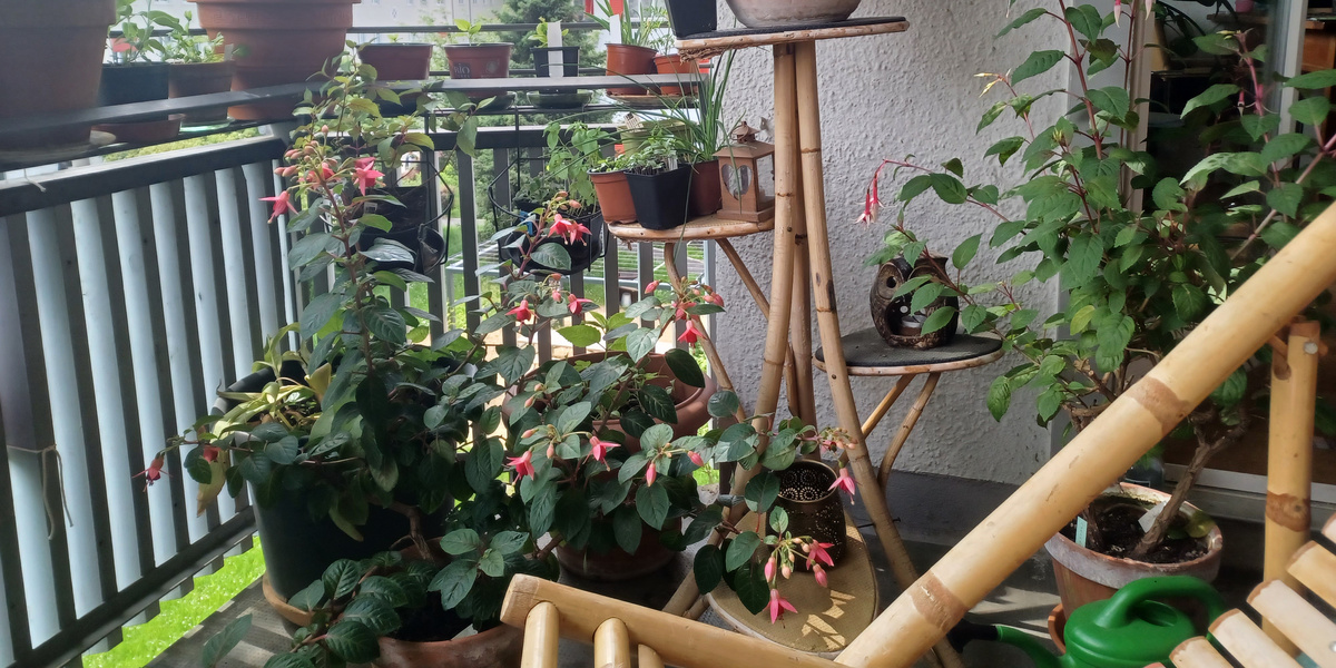 Fuchsien in Töpfen auf schattigem Balkon