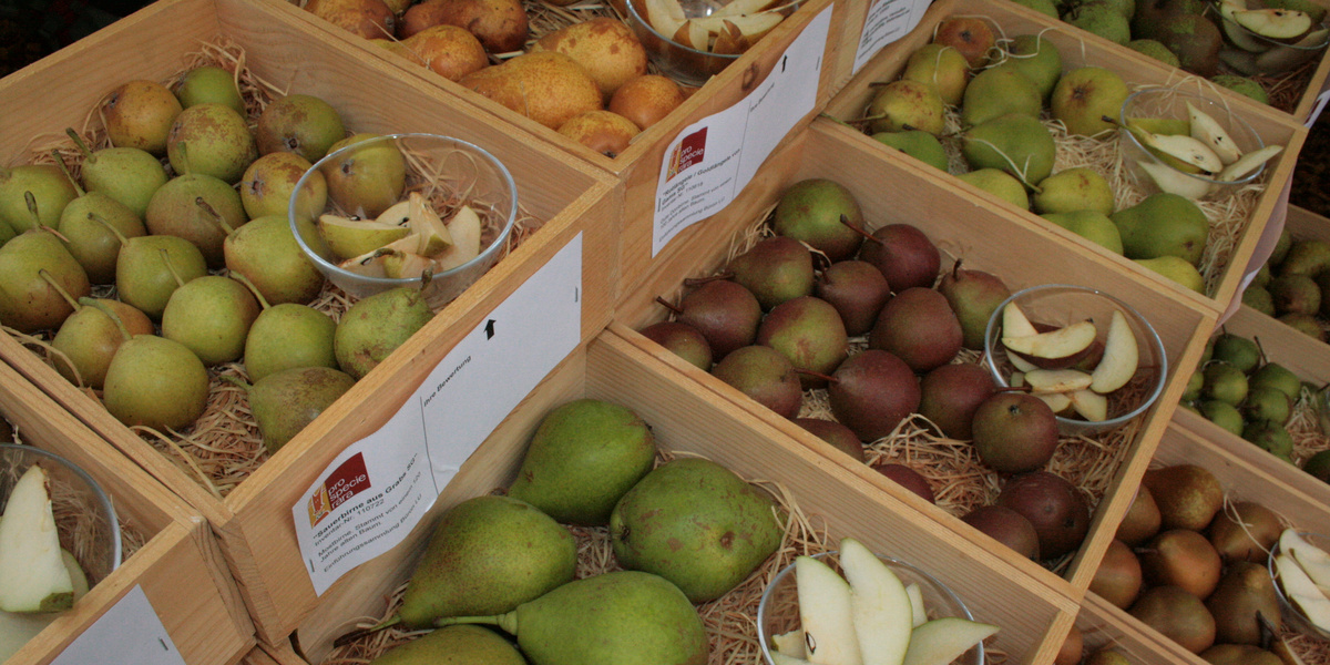 Verschiedene Birnen in der Auslage (Holzkisten)