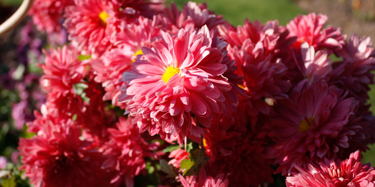 Orange-rote Chrystantheme