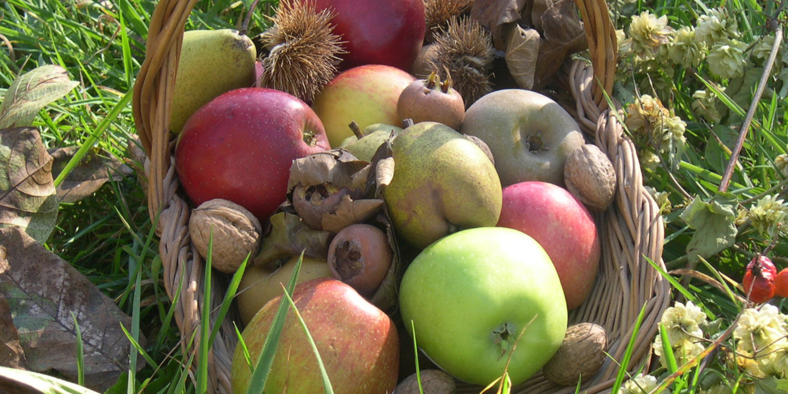 Verschiedene Früchte in Korb auf Wiese