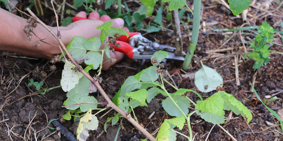 Hand mit Gartenschere einen Himbeertrieb bodeneben schneidend