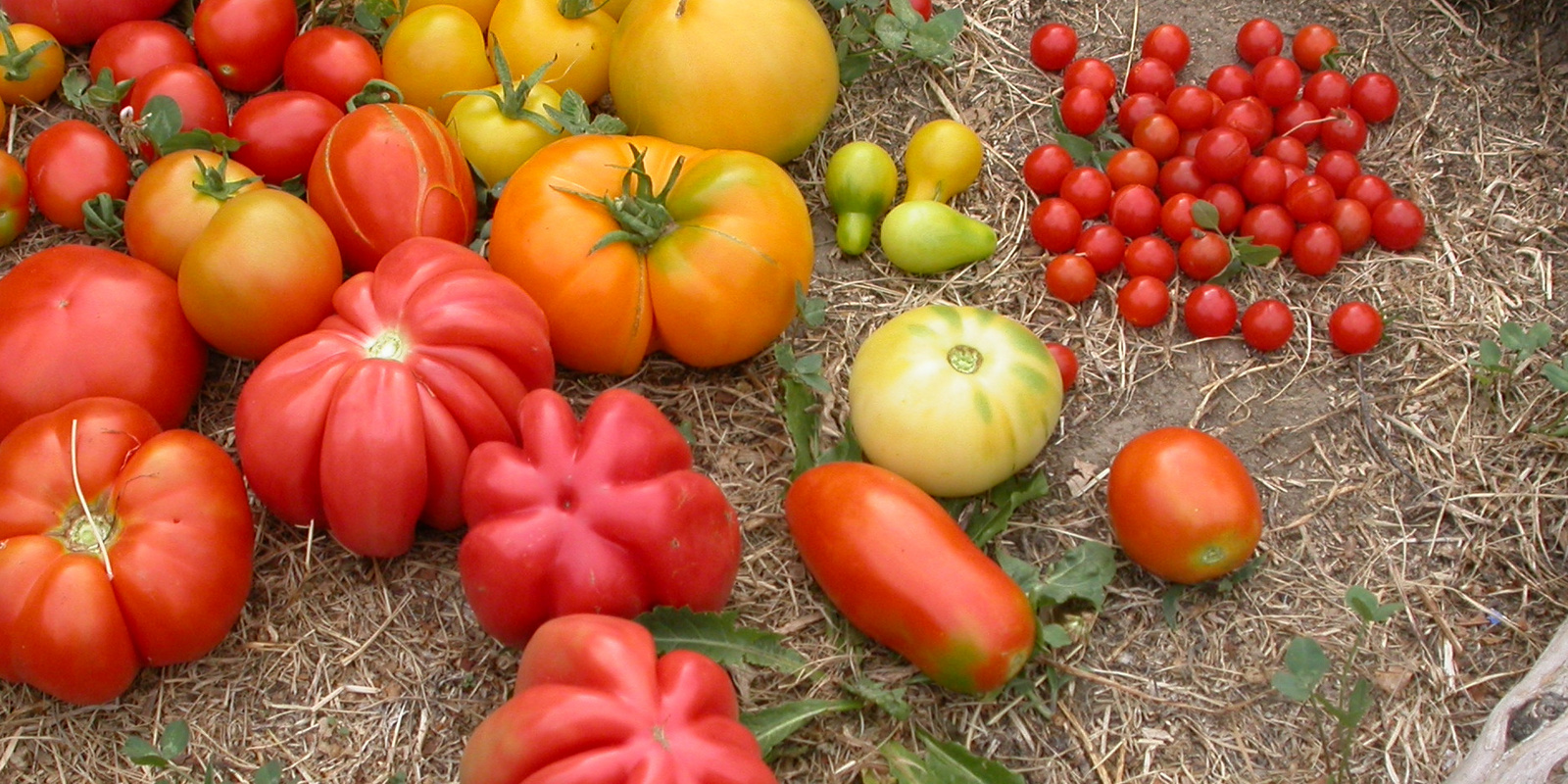 FrĂŒchte von verschiedenen Tomatensorten am Boden liegend