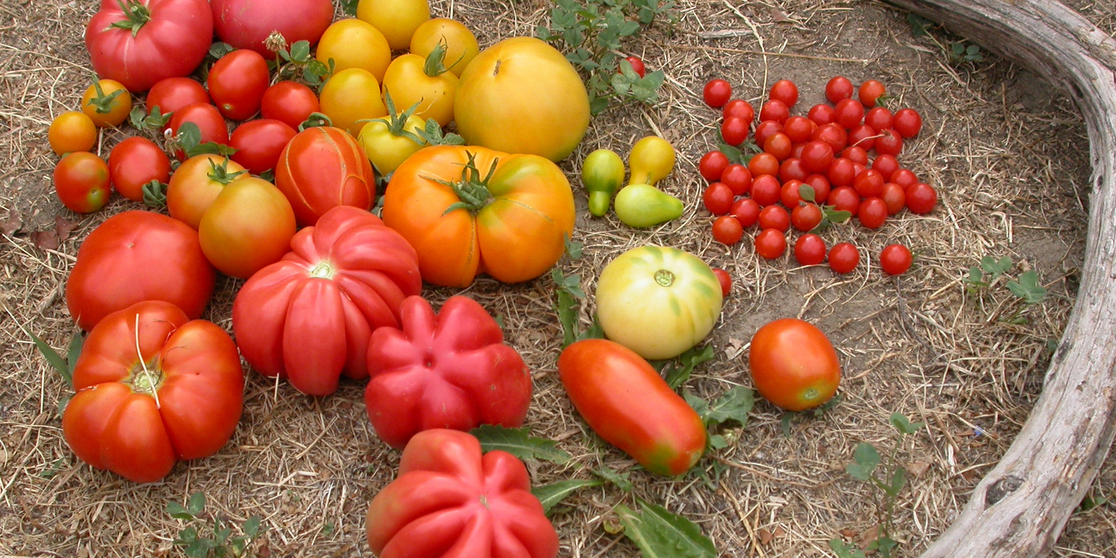 Früchte von verschiedenen Tomatensorten am Boden liegend