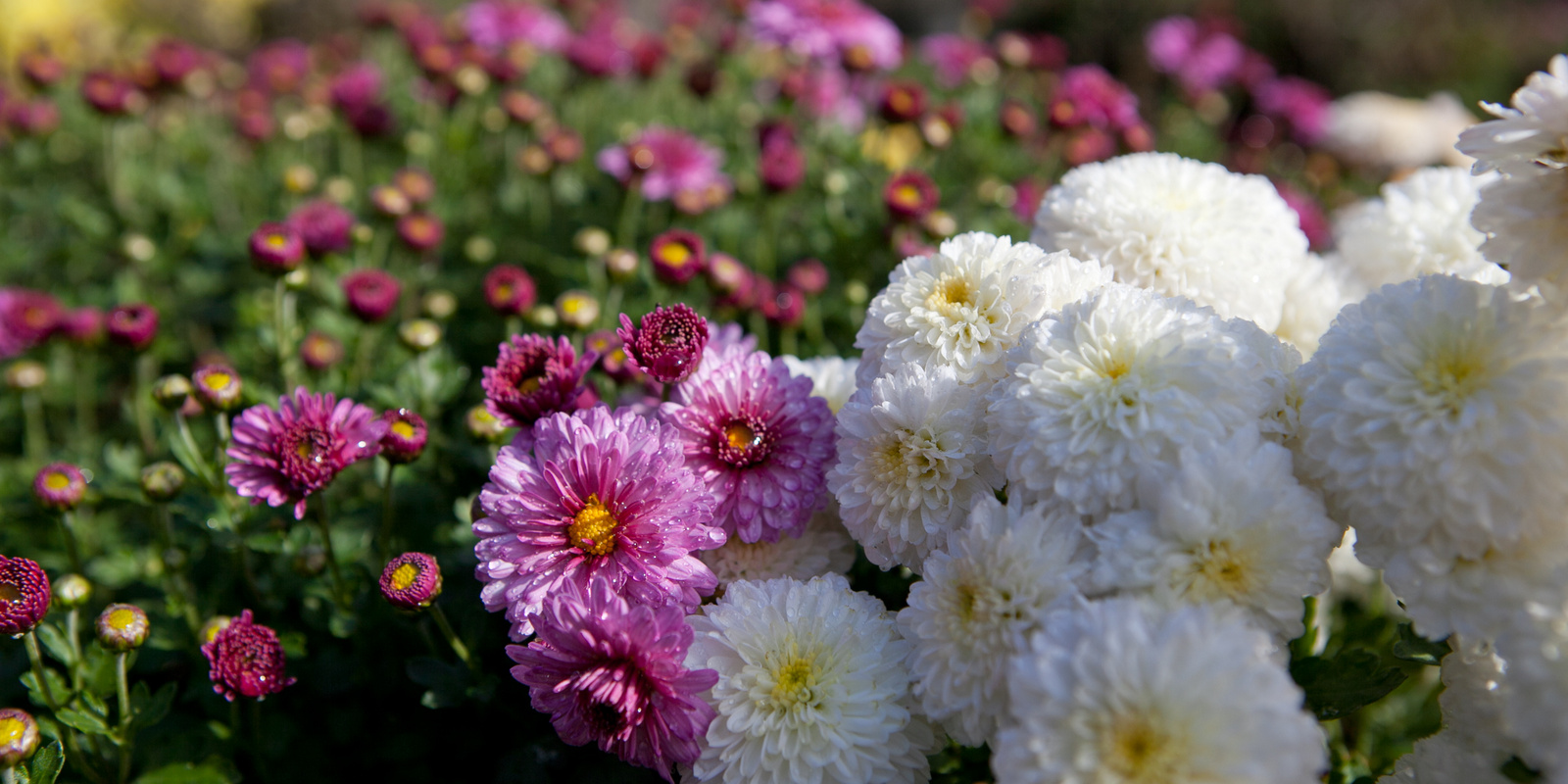 Vielfalt von weissen und violetten Chrysanthemen