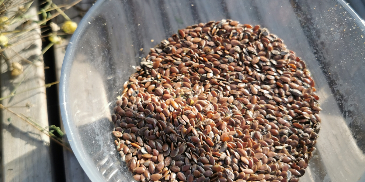 Leinsamen in Glasschale auf Holztisch