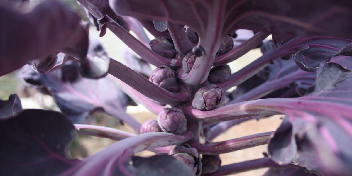 Violette Rosenkohlröschen am StÀngel