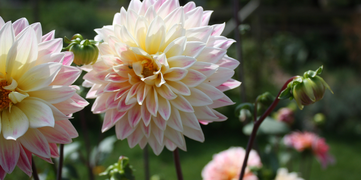 Rosablühende Dahlien