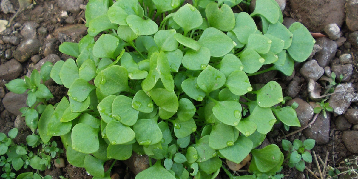 Winterportulak im Boden