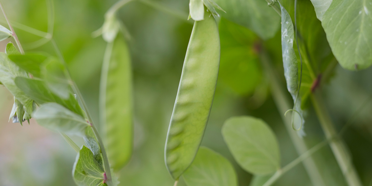 Kefe an Pflanze hÀngend