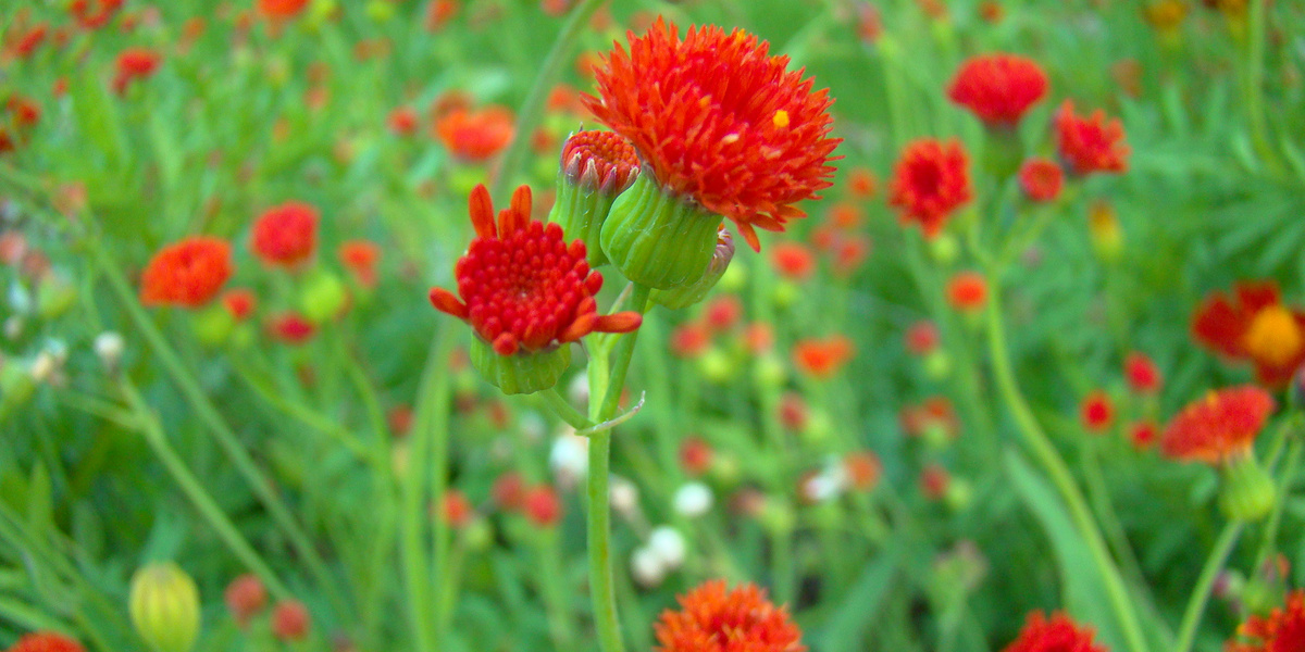 BlĂŒhende rote Zierpflanzen