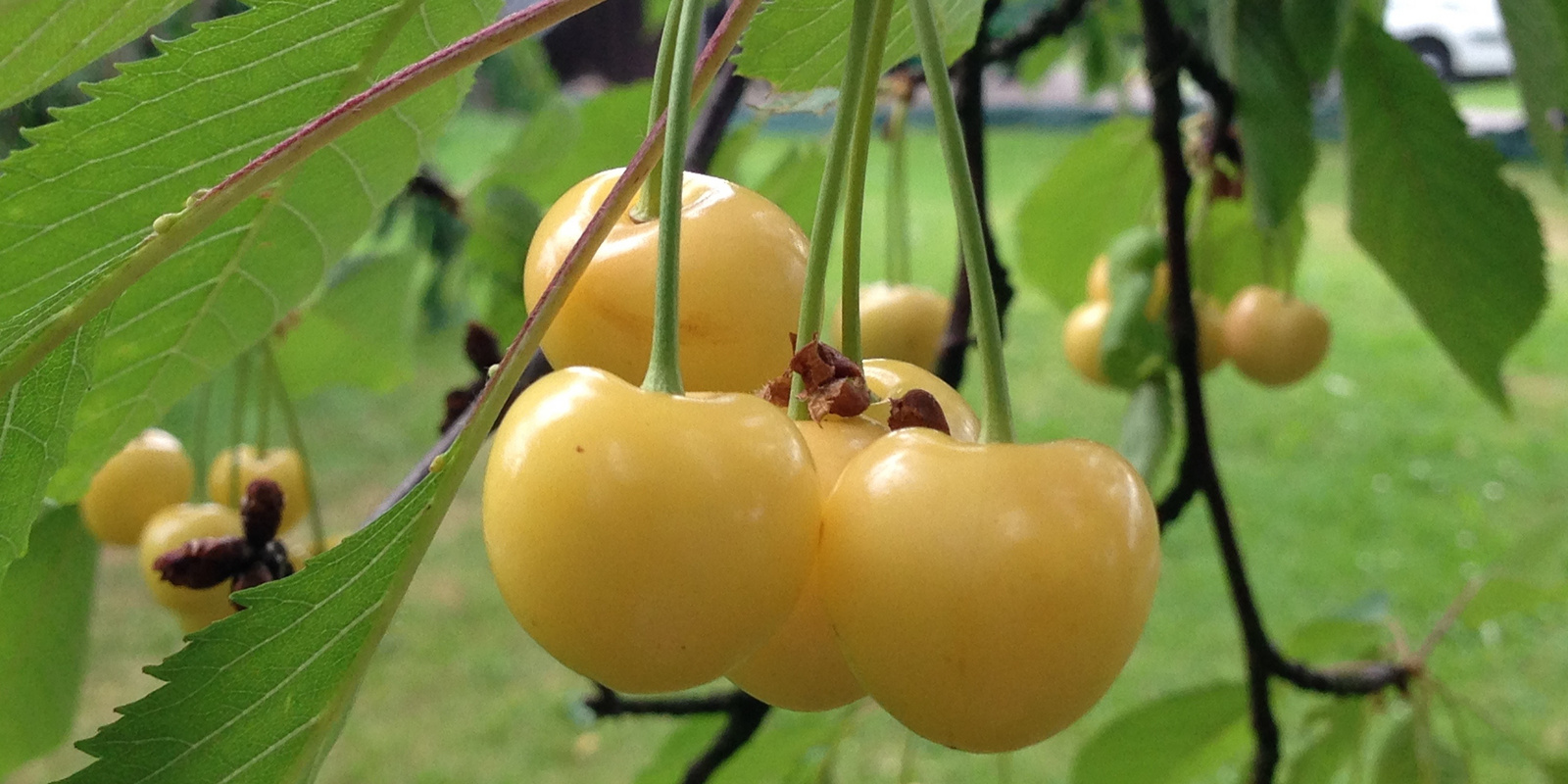 Gelbe Kirschen an Ast hängend