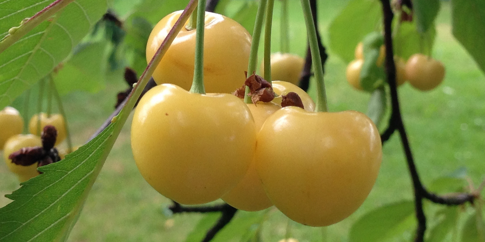 Gelbe Kirschen an Ast hÀngend