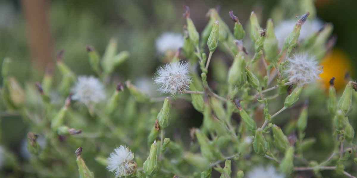 Salatsamen an Pflanze mit Fallschirmen