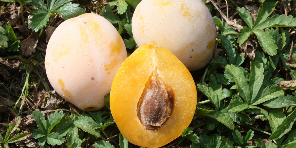 Gelbe Zwetschge aufgeschnitten auf Gras liegend