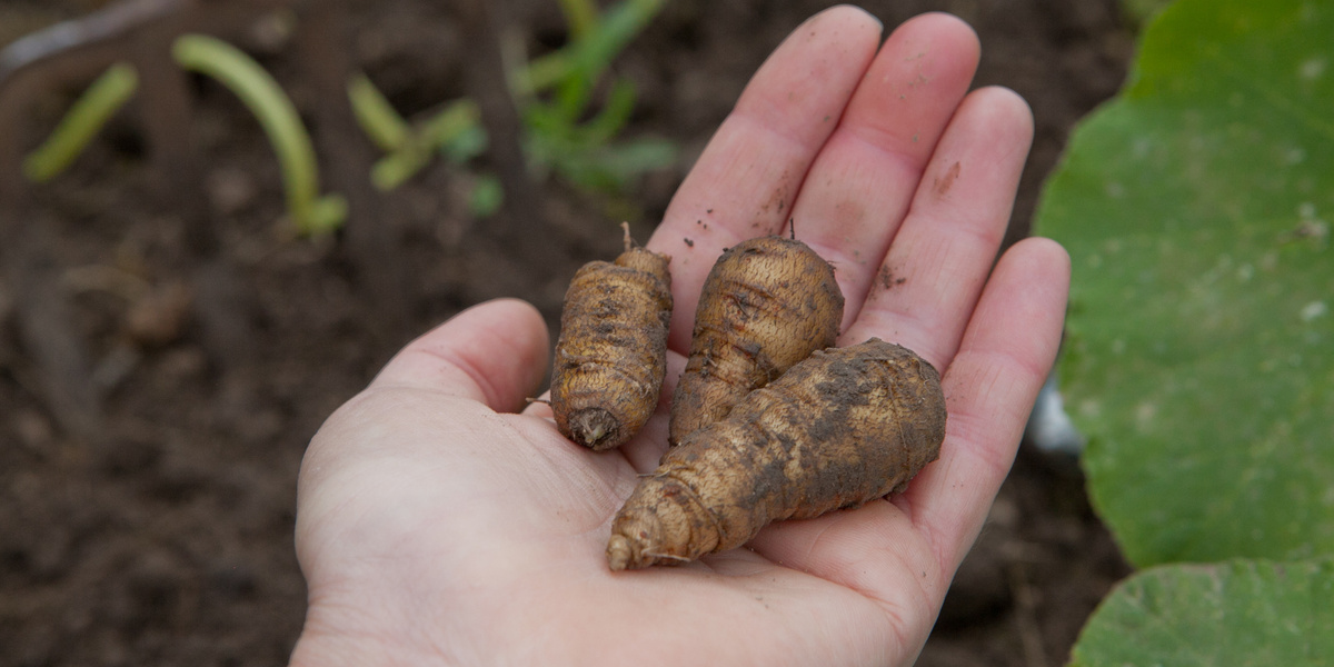 Hand mit KerbelrĂŒben darin