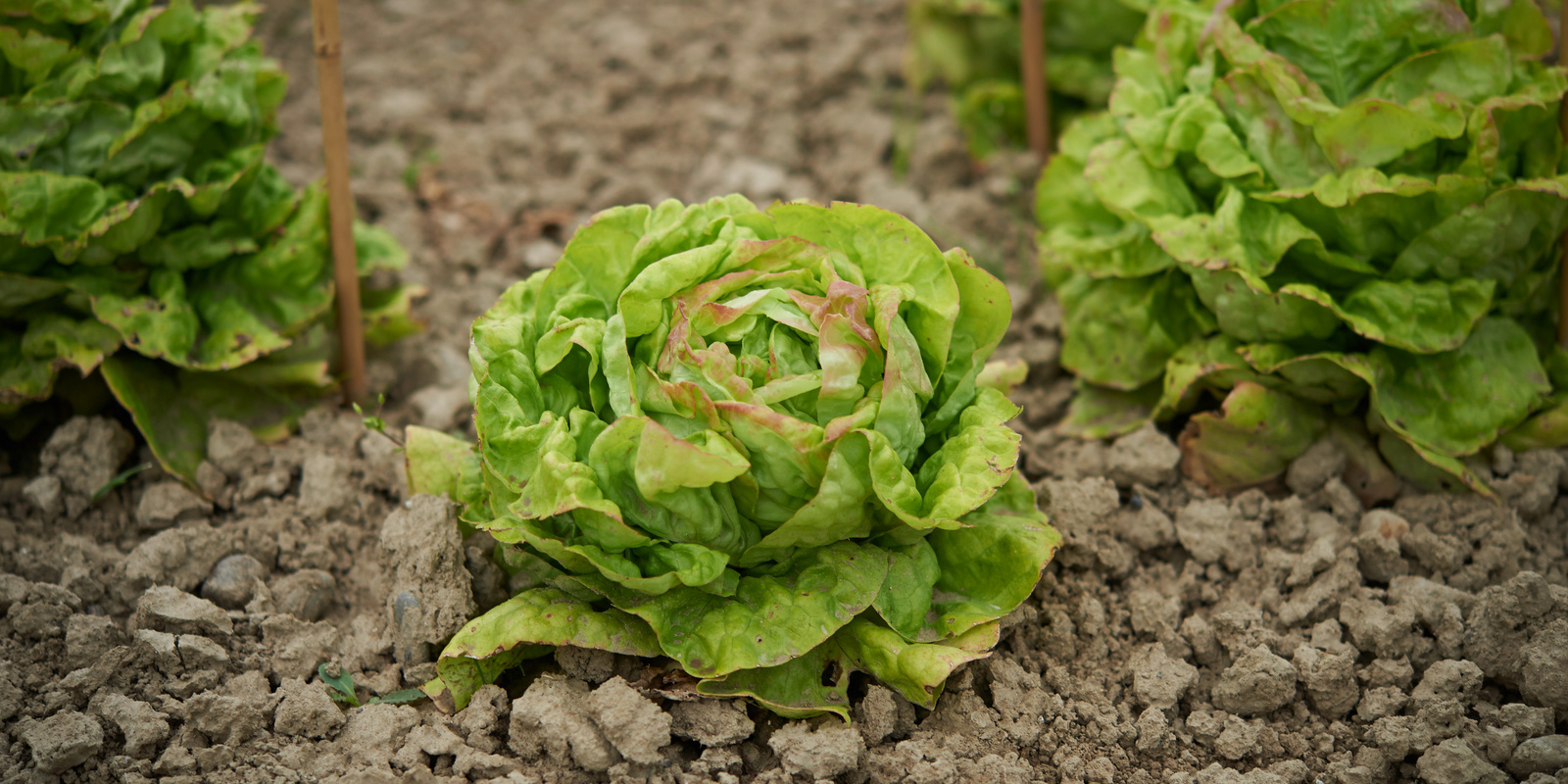 Drei Kopfsalate in der Erde