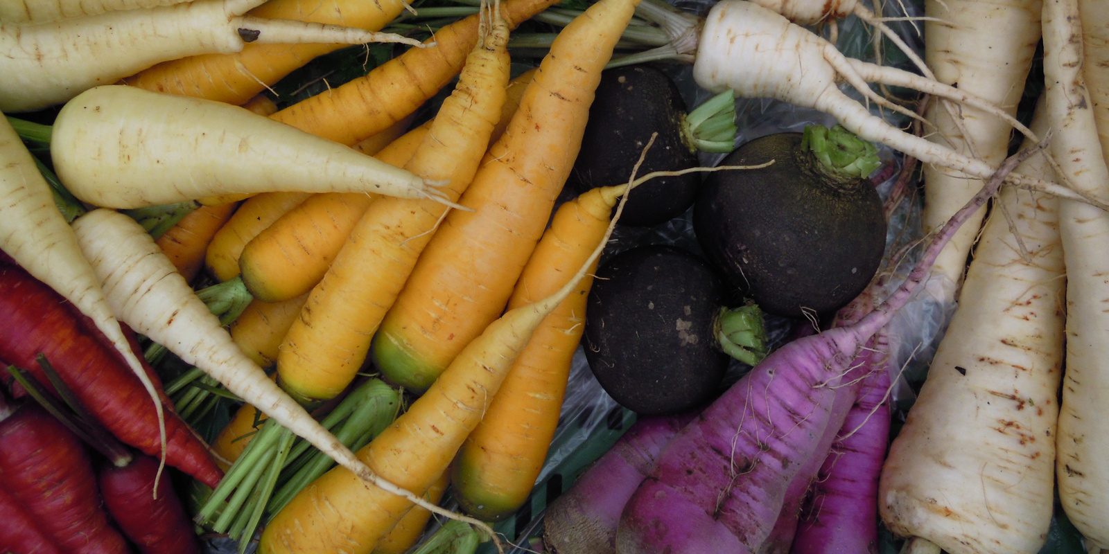 Verschiedenfarbige Karotten von oben