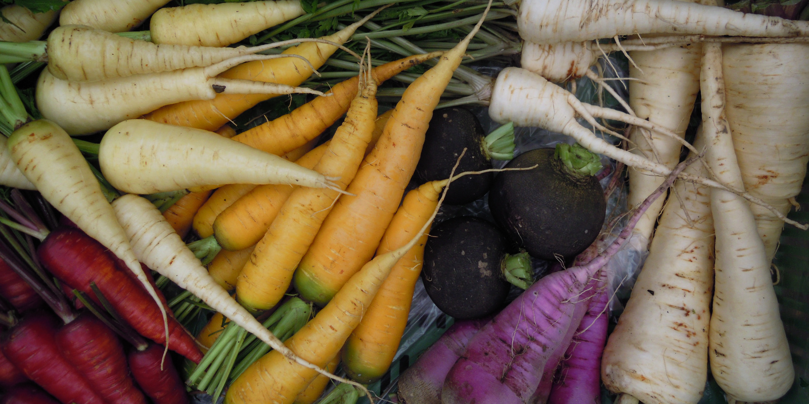 Verschiedenfarbige Karotten von oben